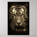 Search for tiger wall posters Animal
