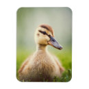 Search for duck magnets Wildlife