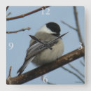Search for capped chickadee art Black capped chickadees