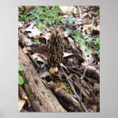 Search for morel posters Mushroom