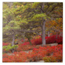 Search for national park tiles Forest