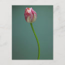 Search for flower bulbs postcards Bouquet