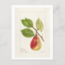 Search for 1893 postcards Fruit
