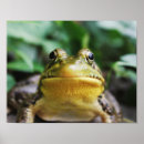 Search for green frog posters Amphibian
