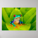 Search for frog painting posters Agalychnis callidryas