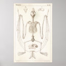 Search for bat skeleton posters Skull