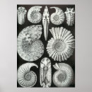 Search for dinosaur art Fossils