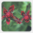 Search for indian paintbrush stickers Wildflower