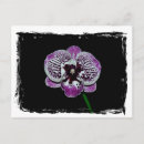 Search for white orchid postcards Purple