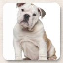 Search for bulldog coasters Nature