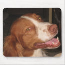 Search for brittany spaniel electronics Pet