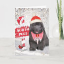 Search for newfie christmas cards Pets