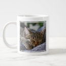 Search for baby kitten mugs Pet