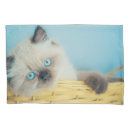 Search for seal pillowcases Siamese cat