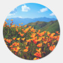 Search for california poppies stickers Blossom