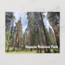 Search for sequoia national park postcards Giant sequoias