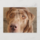 Search for chocolate lab postcards Pets