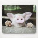 Search for pig mousepads Baby animals