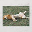 Search for male lions postcards Wildlife