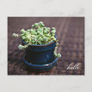 Search for succulents postcards Green