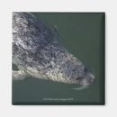 Search for under water magnets Animal