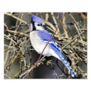 Search for blue jay photography Nature