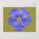 Search for flax postcards Linum