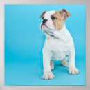 Search for cute bulldog posters Pets