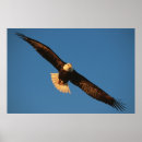 Search for bird flight posters Eagle
