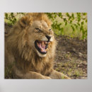 Search for snarling posters Animal