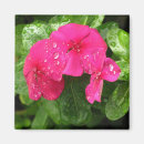 Search for macro flower magnets Pretty
