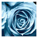 Search for rose macro posters Close up