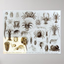 Search for species posters Aquatic