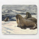 Search for walrus electronics Arctic