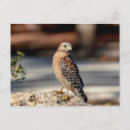 Search for shoulders postcards Wildlife
