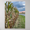 Search for corn field Harvest
