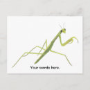 Search for mantis postcards Insect
