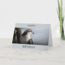 Search for peregrine cards Bird of prey