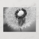 Search for dandelion plant postcards Outdoors
