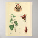 Search for foetus art Medical