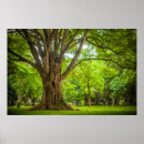 Search for large tree posters Nature