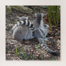 Search for ring tailed Wildlife