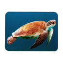 Search for sea turtle magnets Reptile