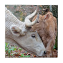 Search for cow and calf tiles Cattle
