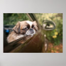 Search for purebred posters Puppy