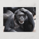 Search for funny chimpanzee postcards Primates