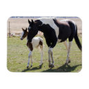 Search for filly magnets Farm