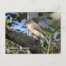 Search for phoebe postcards Nature