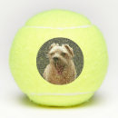 Search for yorkies photography Pets