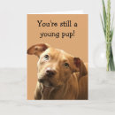 Search for pitbull cards Puppy
